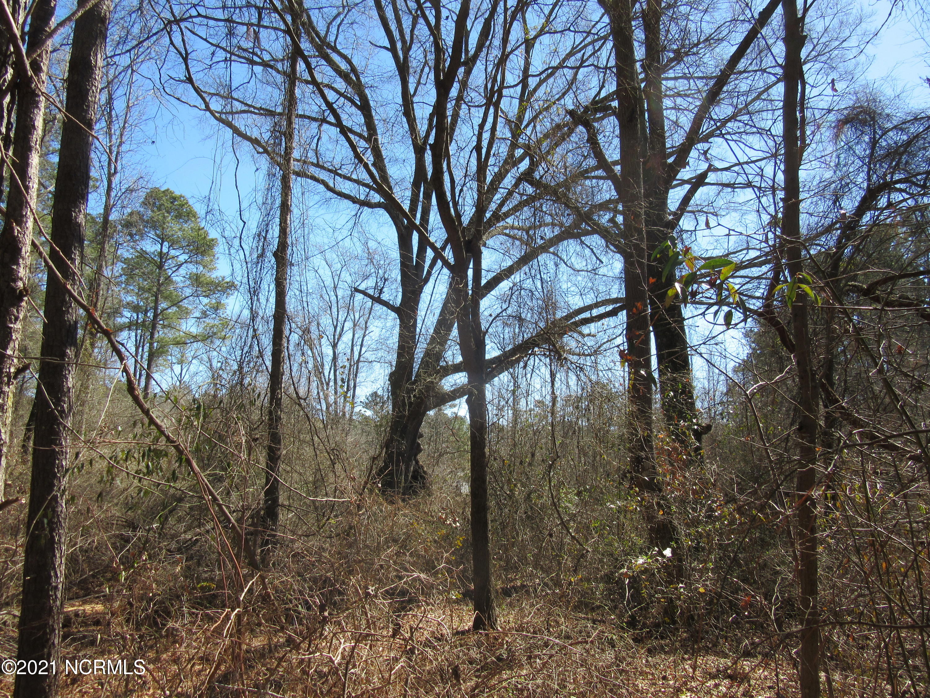 Lot # Chason Road Parkton, NC 28371 - Photo 3 of 4 Put your Home under this big tree