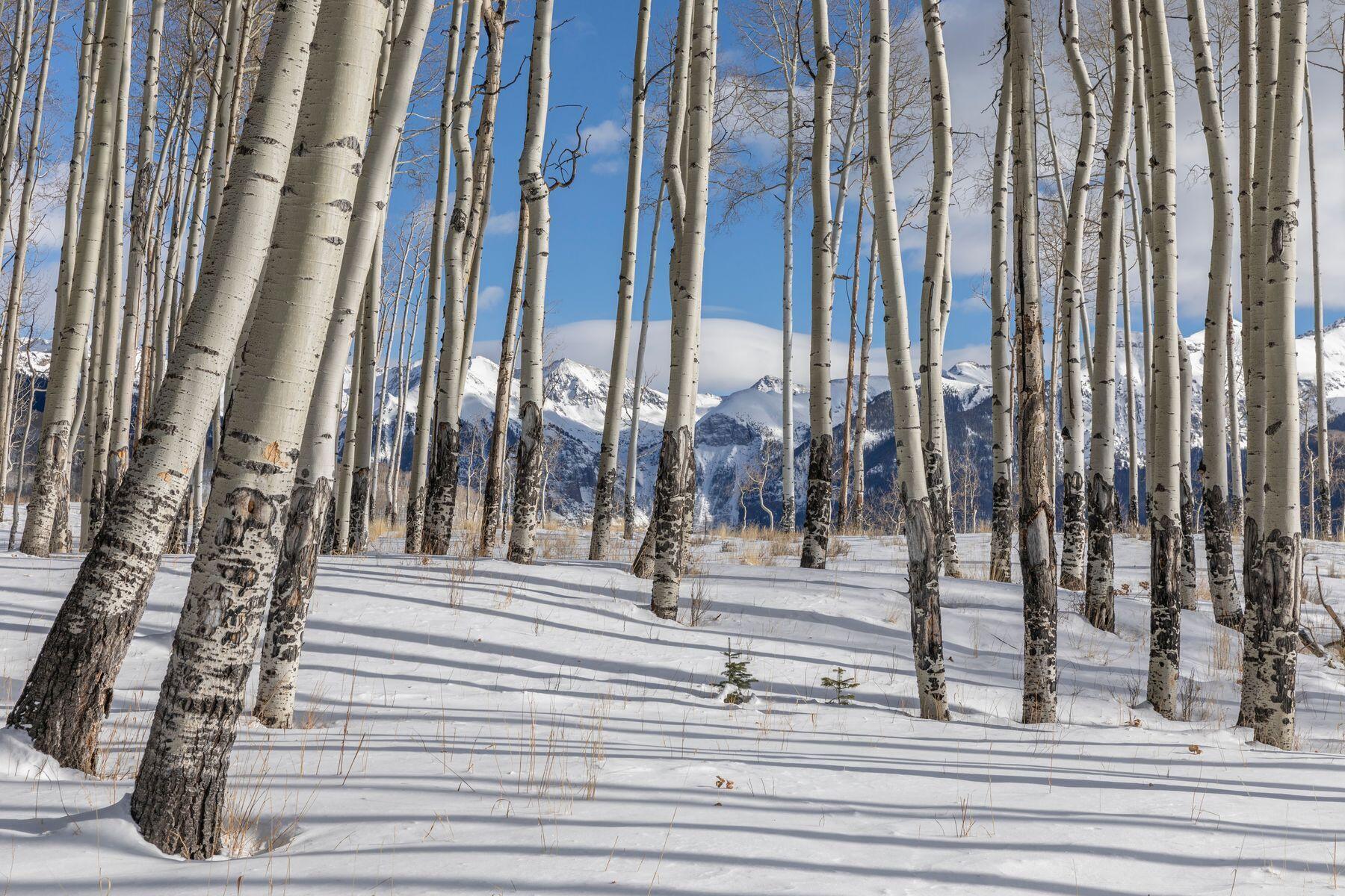 Tbd Basque Boulevard Telluride, CO 81435 - Photo 19 of 25 a view of a building