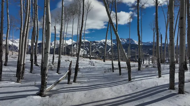 a view of a park with a tree