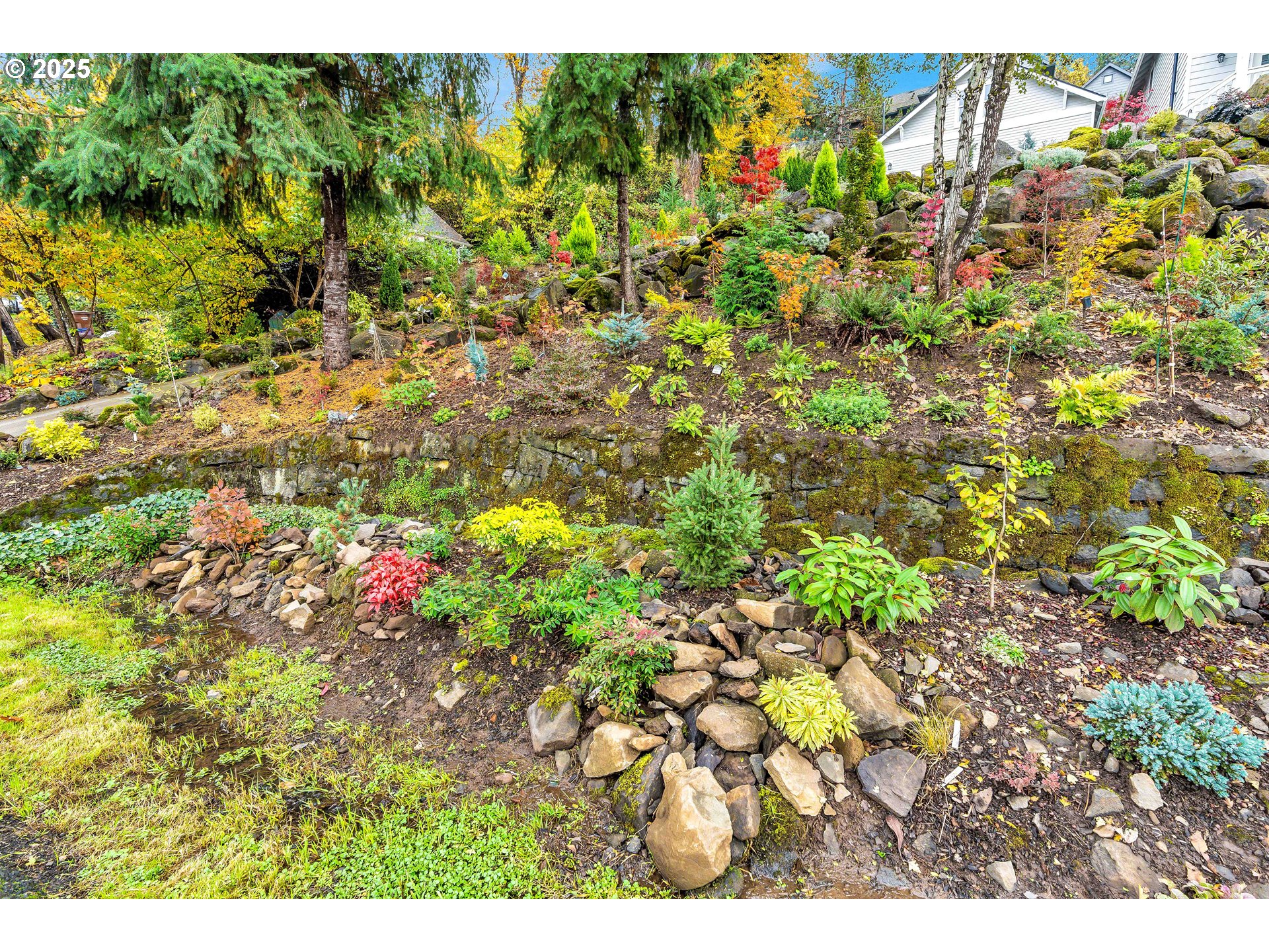 704 3rd Avenue Oregon City, OR 97045 - Photo 42 of 48 a close up of a plant