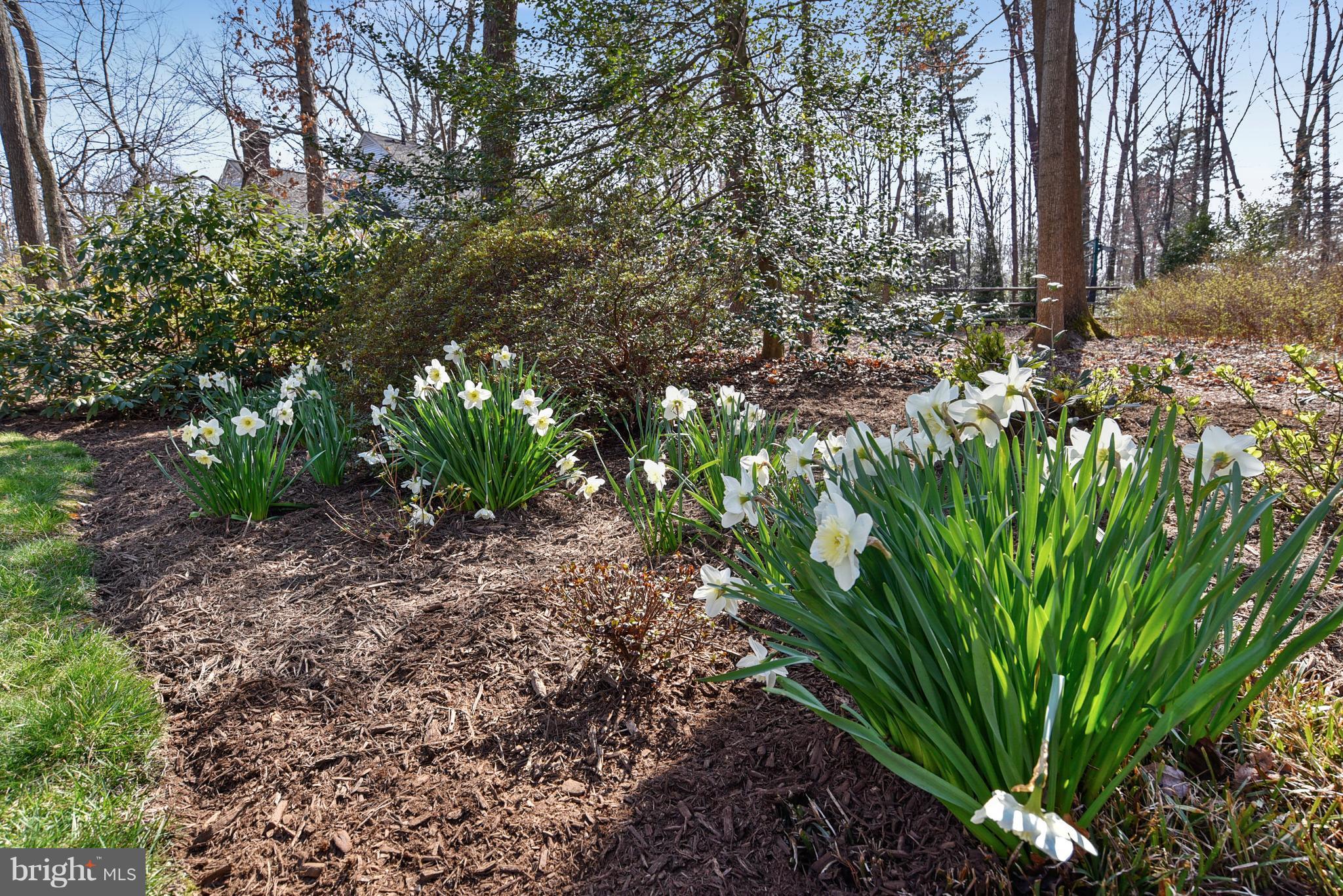 1506 Elk Point Drive Reston, VA 20194 - Photo 24 of 30 Daffodils!