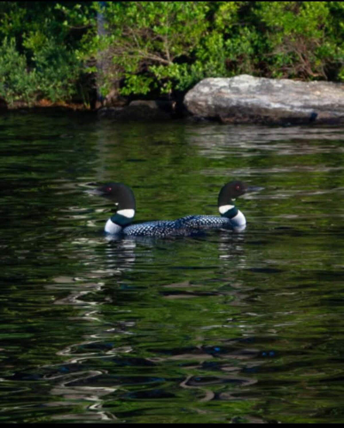 51 Parmenter Road Palermo, ME 04354 - Photo 18 of 19 Pond 4