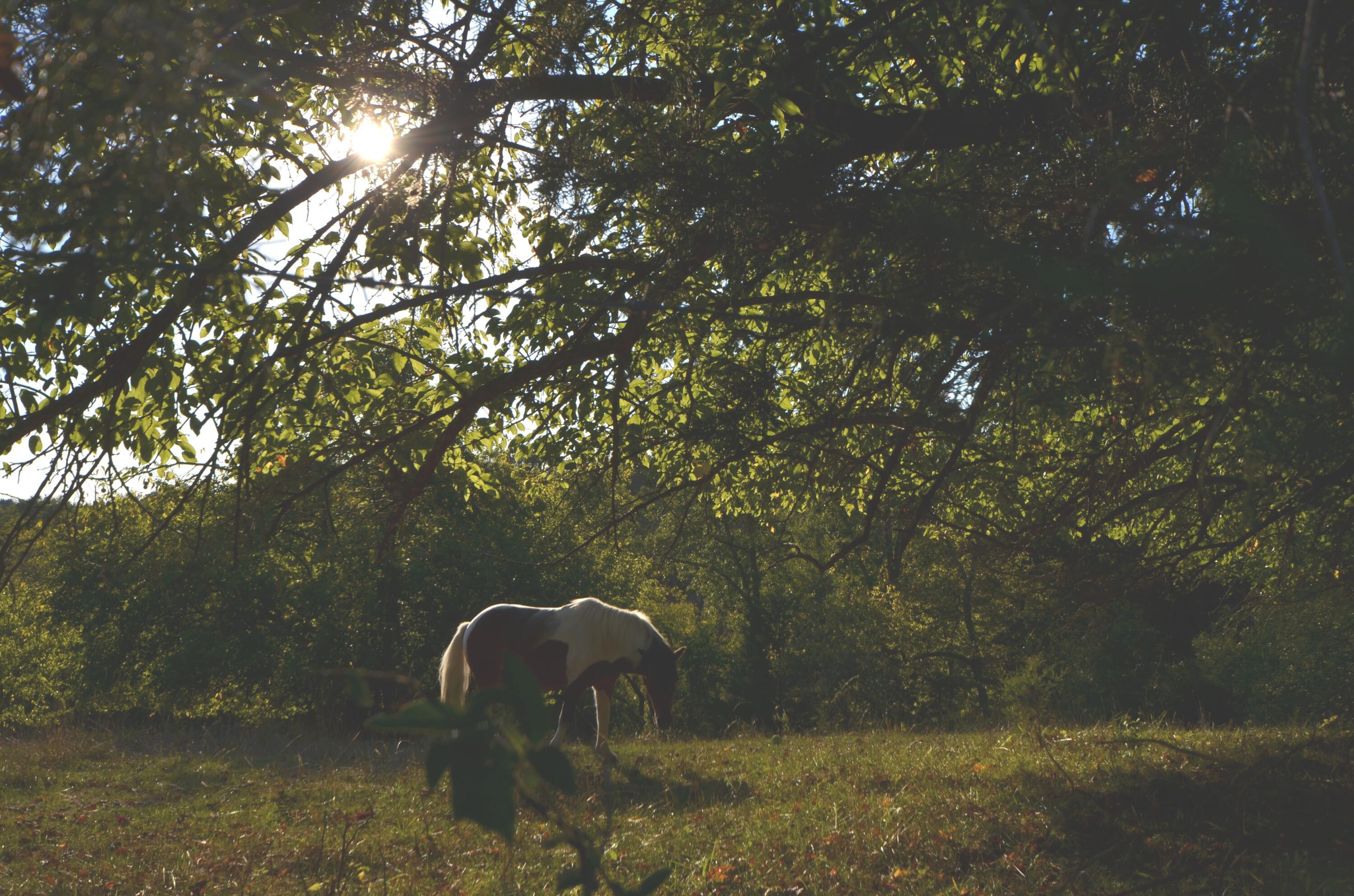 772 Fallis Run Road Harrodsburg, KY 40330 - Photo 11 of 45 DSC_0014