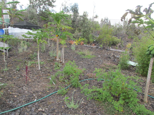 92-8522 Trade Wind Boulevard Ocean View, HI 96704 - Photo 13 of 21