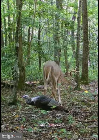 $100,000 | Big Woods Road, Ingleside, MD 21644