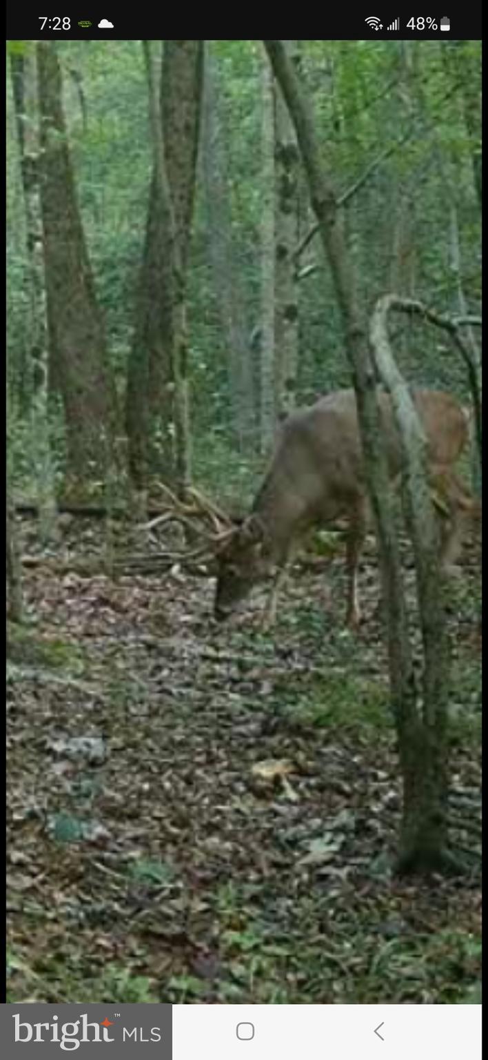 Big Woods Road Ingleside, MD 21644 - Photo 13 of 19