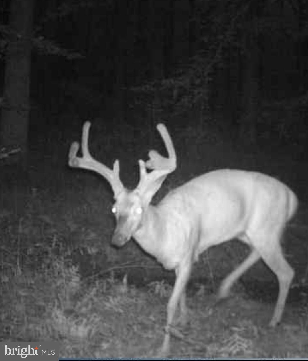 Big Woods Road Ingleside, MD 21644 - Photo 18 of 19