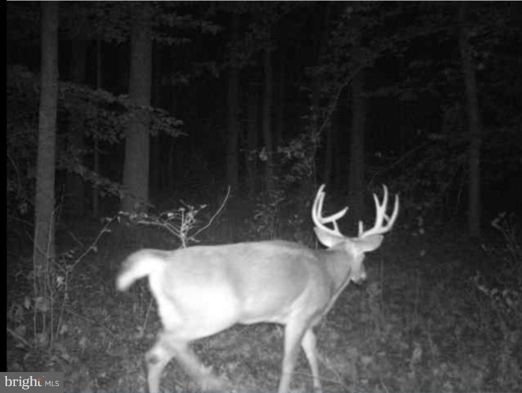 Big Woods Road Ingleside, MD 21644 - Photo 19 of 19