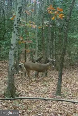 $100,000 | Big Woods Road, Ingleside, MD 21644