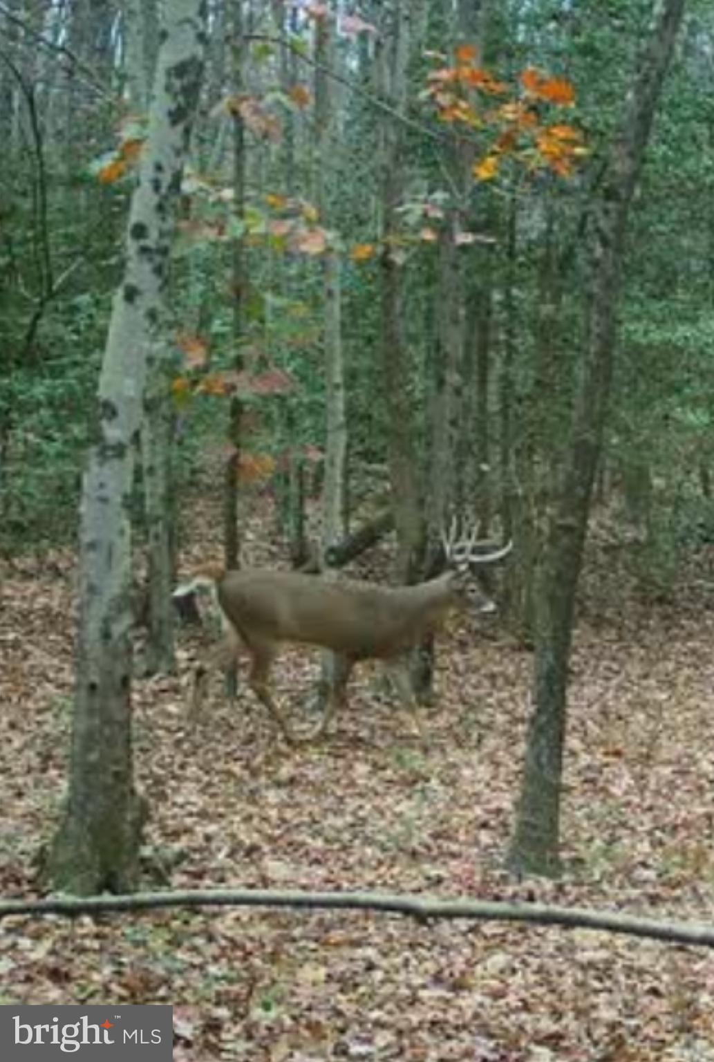 Big Woods Road Ingleside, MD 21644 - Photo 4 of 19