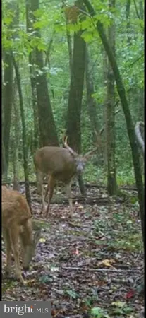 $100,000 | Big Woods Road, Ingleside, MD 21644