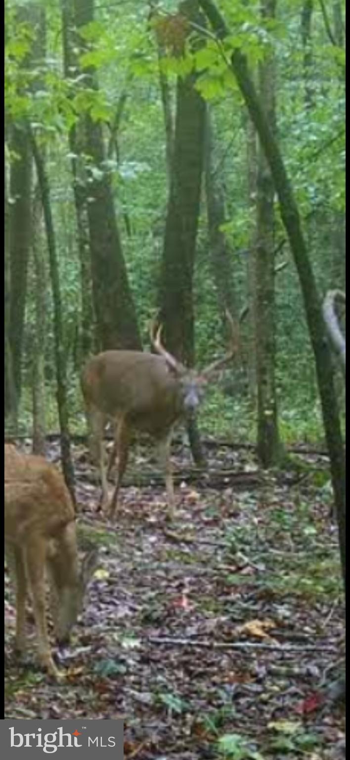 Big Woods Road Ingleside, MD 21644 - Photo 5 of 19