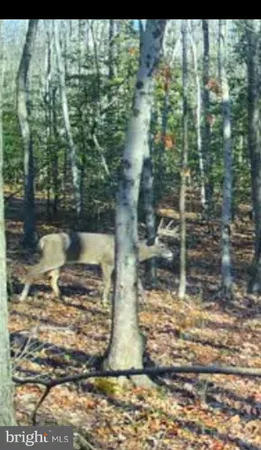 $100,000 | Big Woods Road, Ingleside, MD 21644