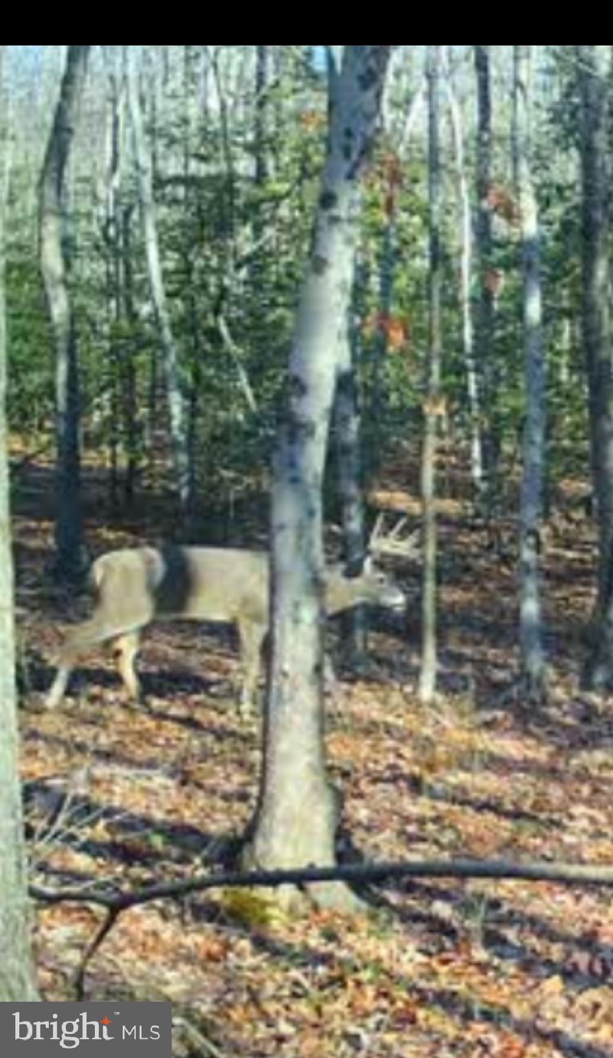 Big Woods Road Ingleside, MD 21644 - Photo 6 of 19