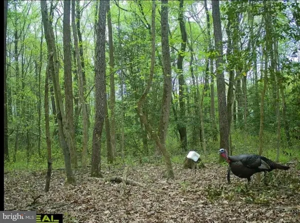 $100,000 | Big Woods Road, Ingleside, MD 21644