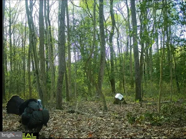 $100,000 | Big Woods Road, Ingleside, MD 21644