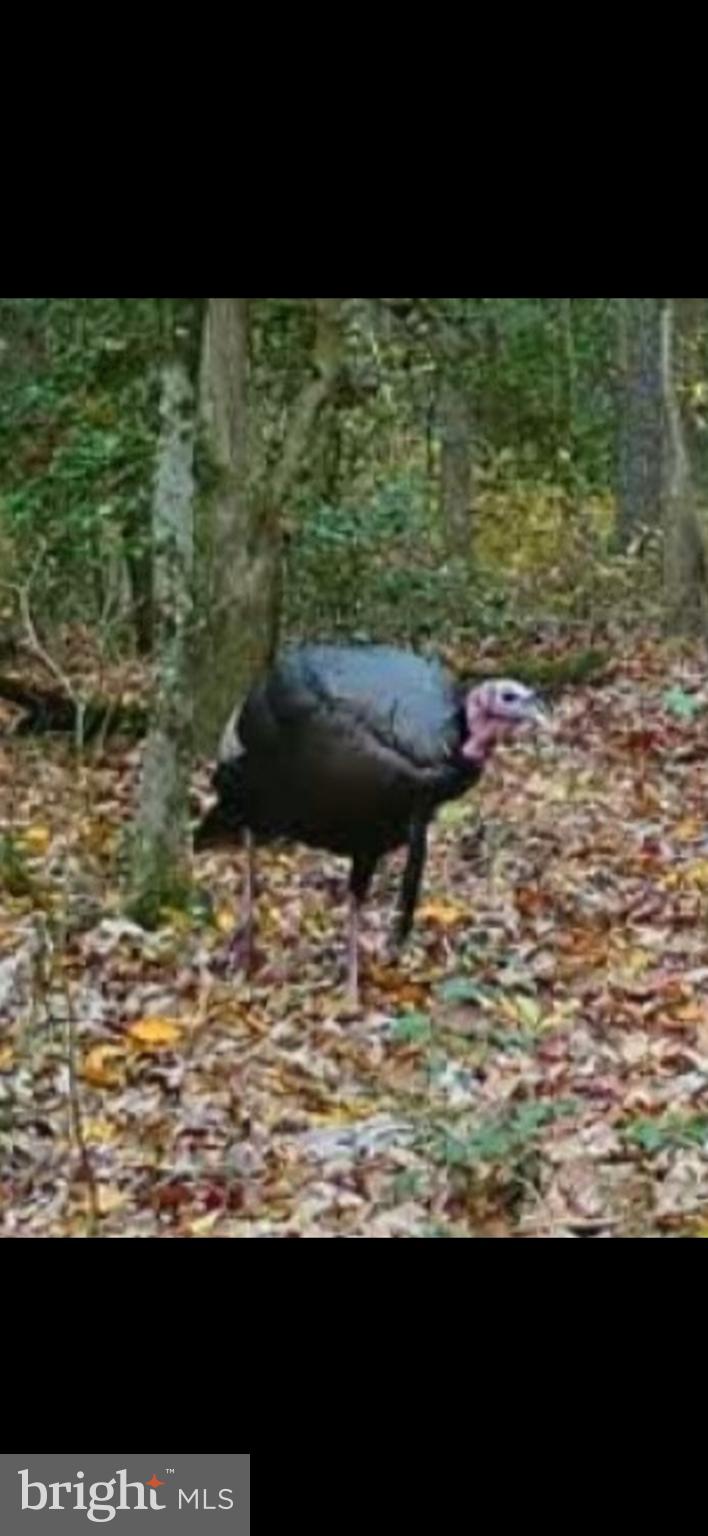 Big Woods Road Ingleside, MD 21644 - Photo 9 of 19