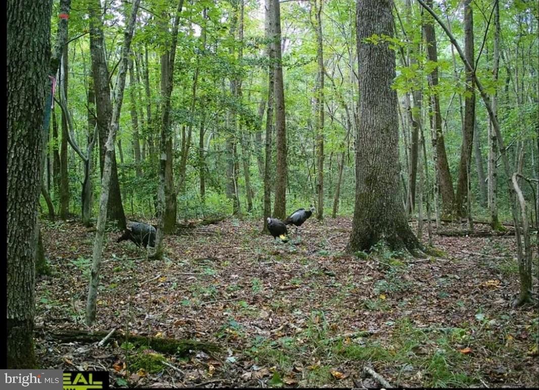 Big Woods Road Ingleside, MD 21644 - Photo 10 of 19