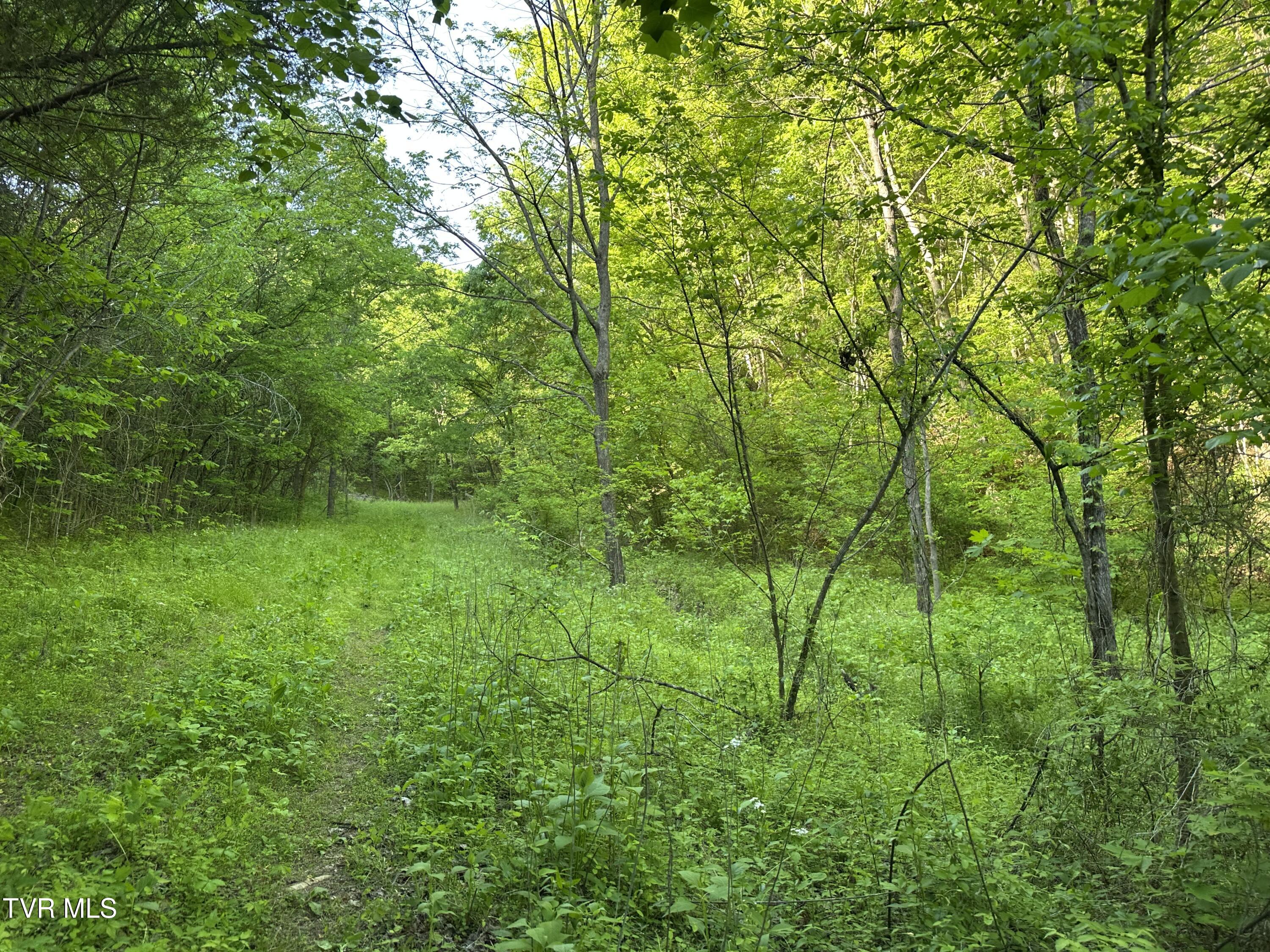 1355 Jackson Hollow Road Mosheim, TN 37818 - Photo 76 of 95 IMG_8073