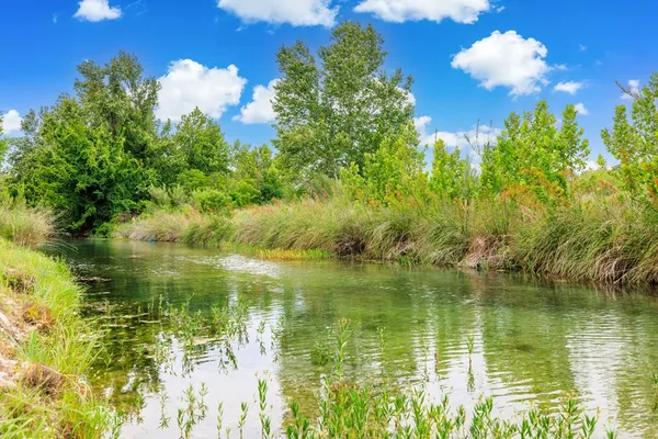 a view of a park with large trees