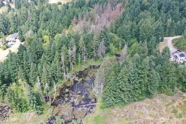 a view of a forest with a street
