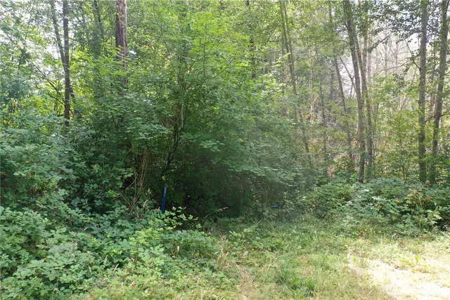 a view of a lush green forest with trees and some houses
