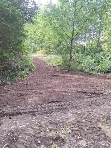 a view of a forest with trees