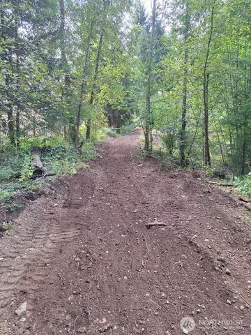 a view of a forest with trees