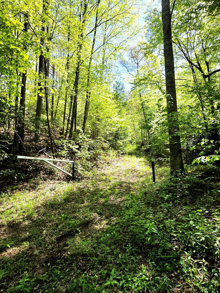 795 Porter Field Gap Road Robbinsville, NC 28771 - Photo 56 of 105