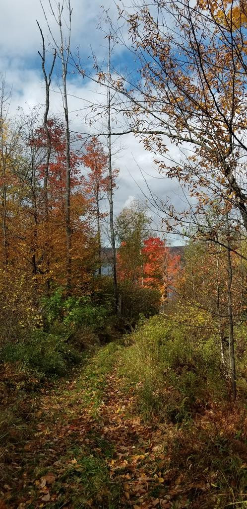 . Boomhower Road Lyon Mountain, NY 12952 - Photo 12 of 25 Gallery Image 12