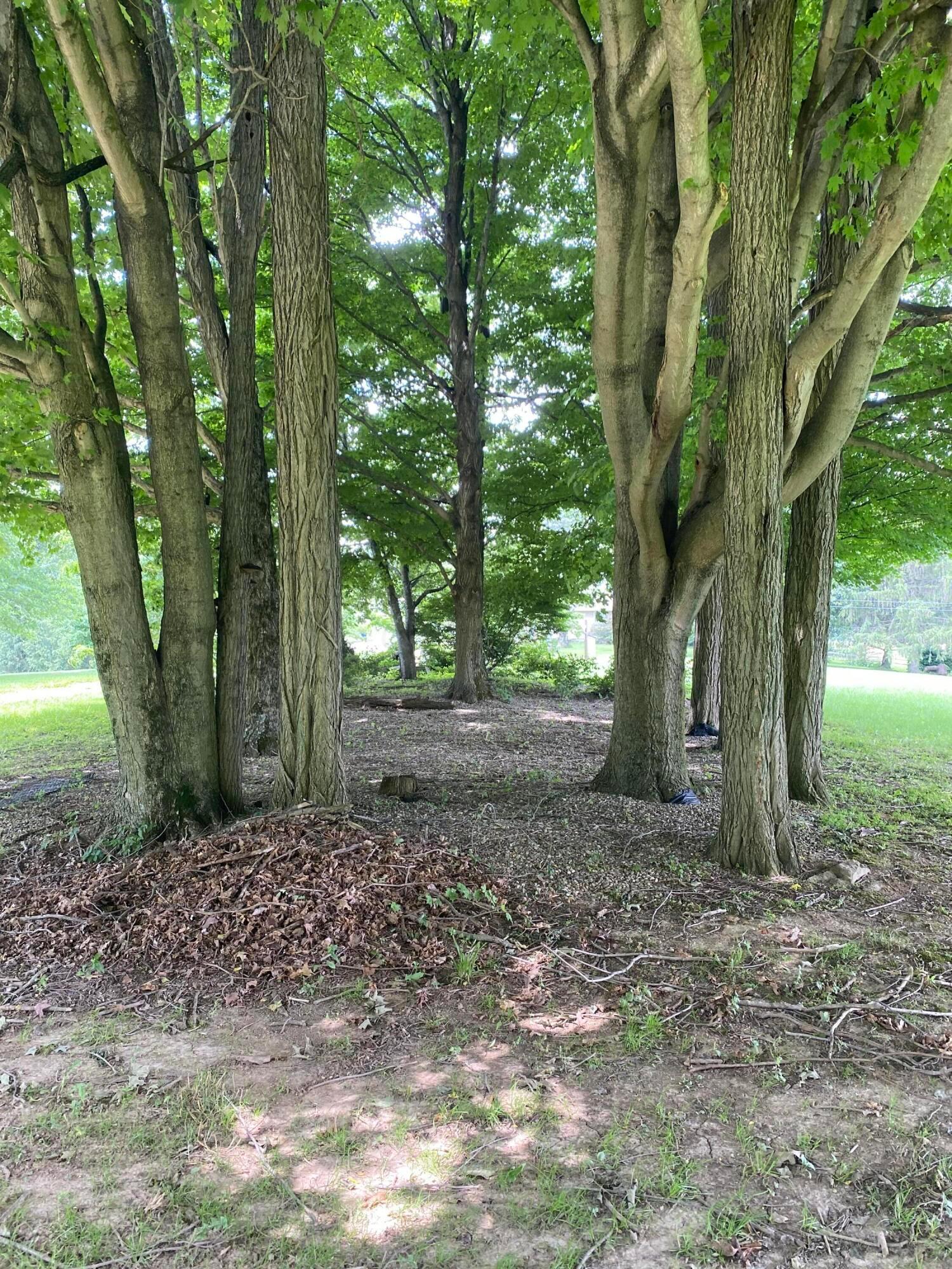 610 Mt Perry Road Mount Perry, OH 43760 - Photo 21 of 27 mature trees