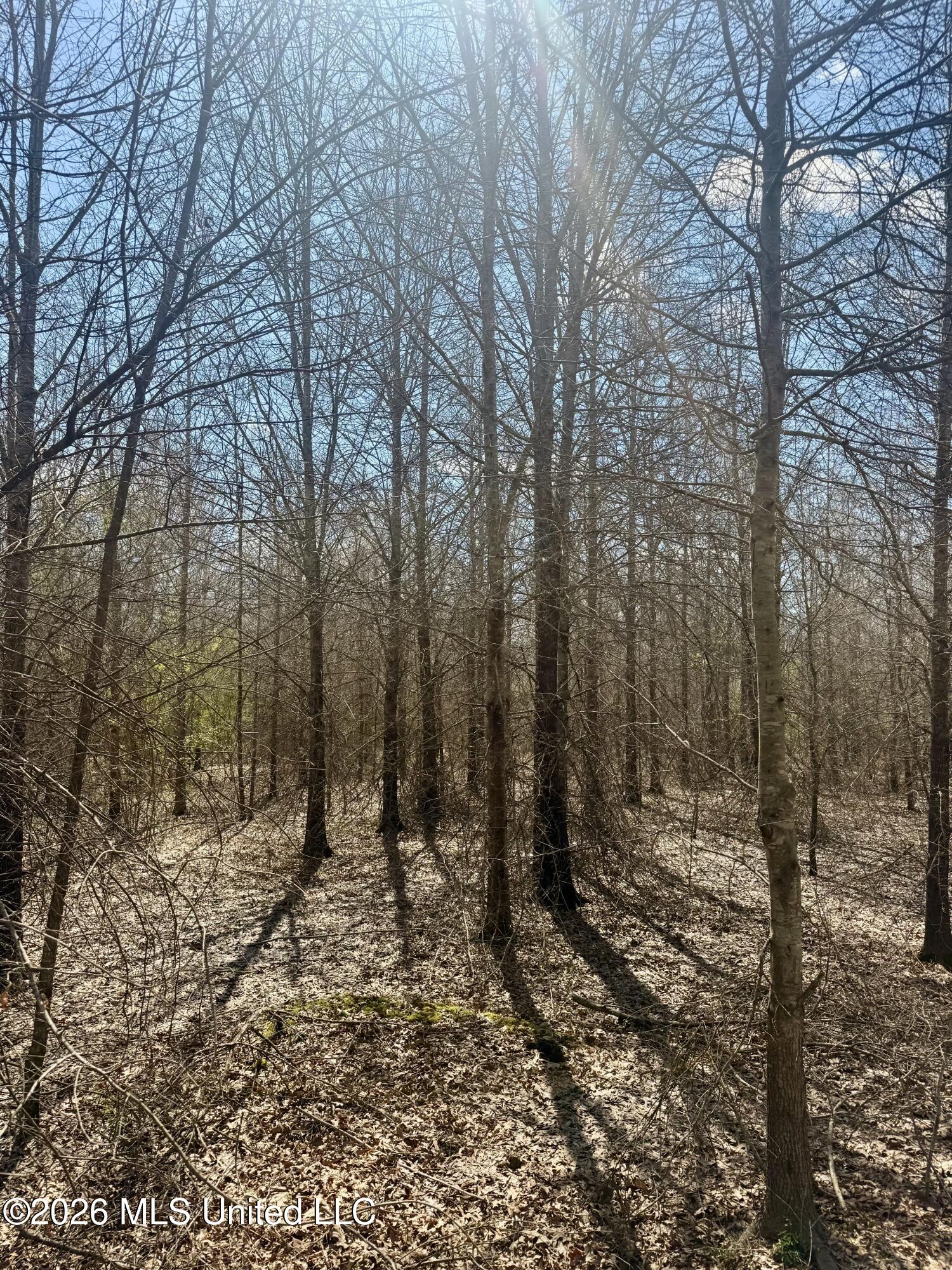 35 Highway 35 Carthage, MS 39051 - Photo 15 of 69 IMG_6419