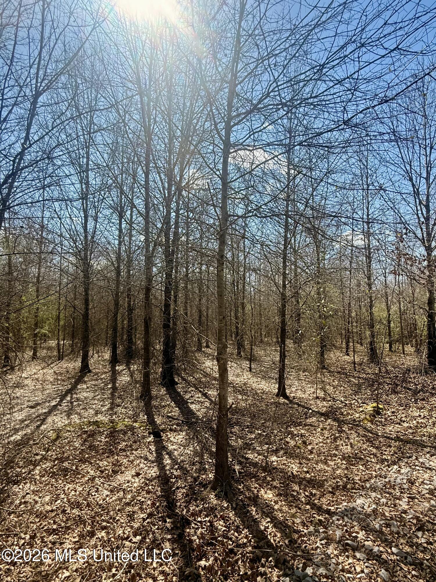 35 Highway 35 Carthage, MS 39051 - Photo 16 of 69 IMG_6420