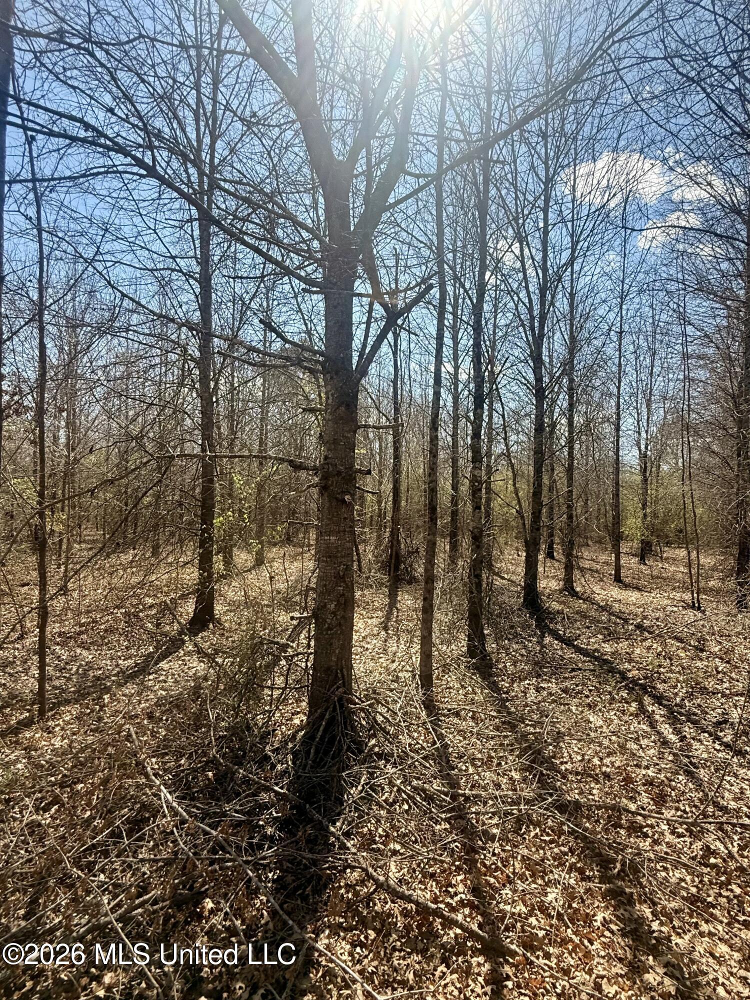 35 Highway 35 Carthage, MS 39051 - Photo 17 of 69 IMG_6421