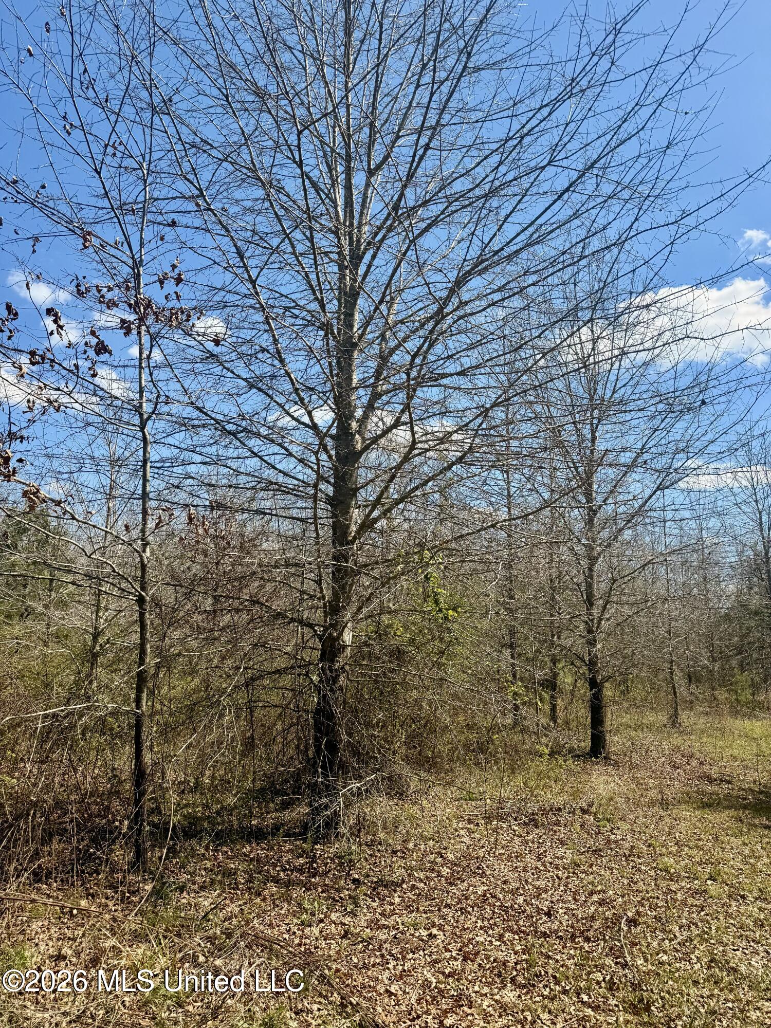 35 Highway 35 Carthage, MS 39051 - Photo 20 of 69 IMG_6424