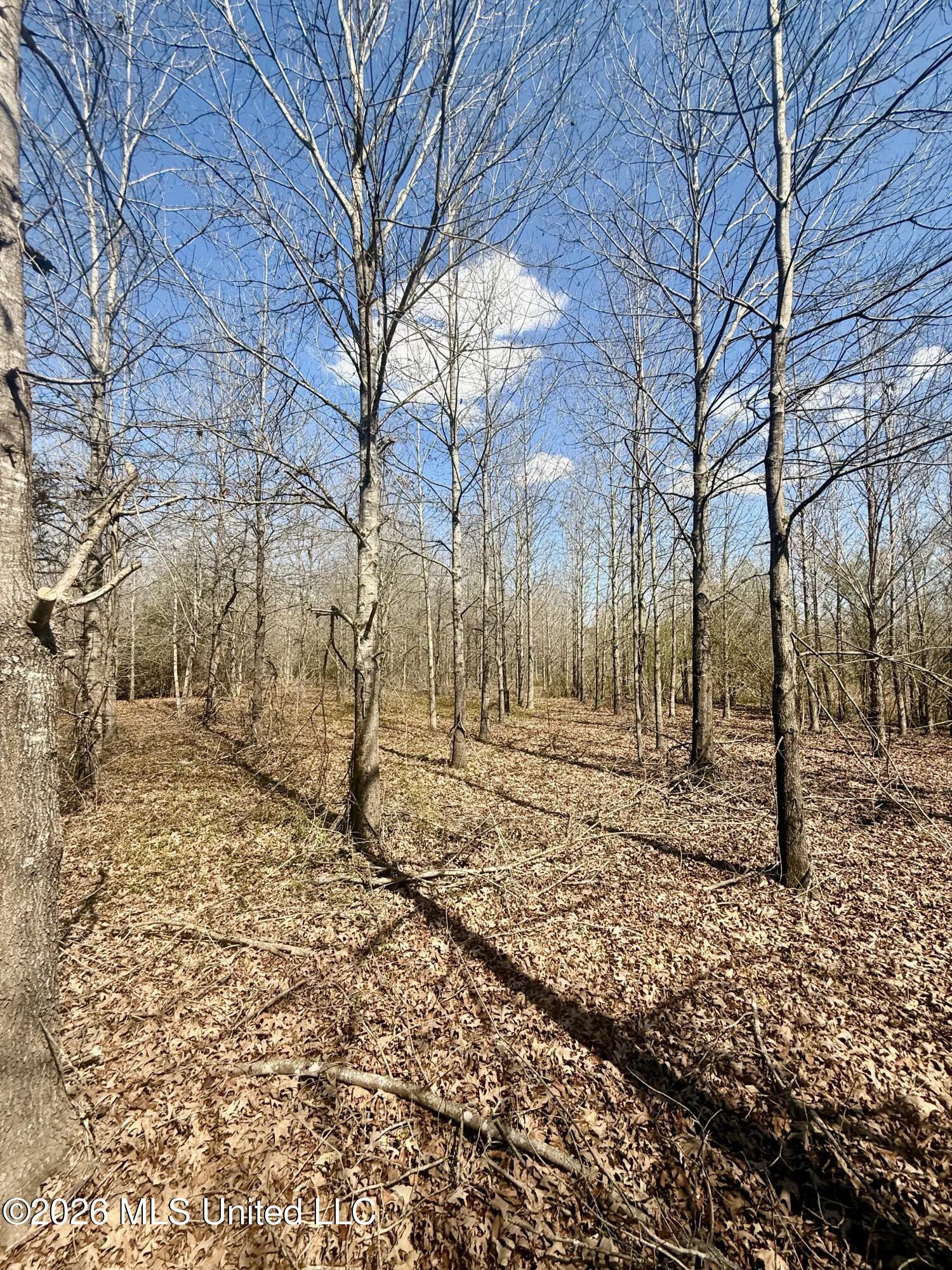 35 Highway 35 Carthage, MS 39051 - Photo 21 of 69 IMG_6425