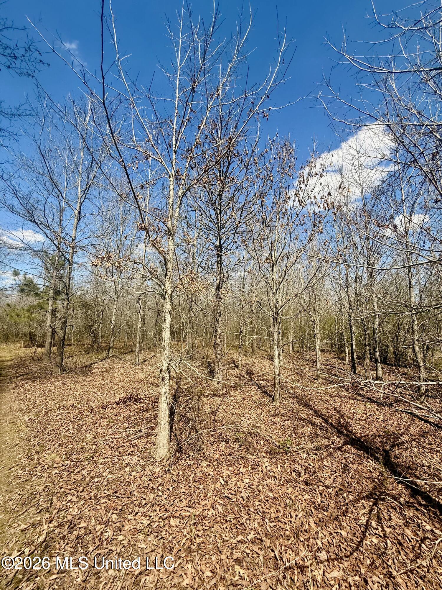 35 Highway 35 Carthage, MS 39051 - Photo 22 of 69 IMG_6426