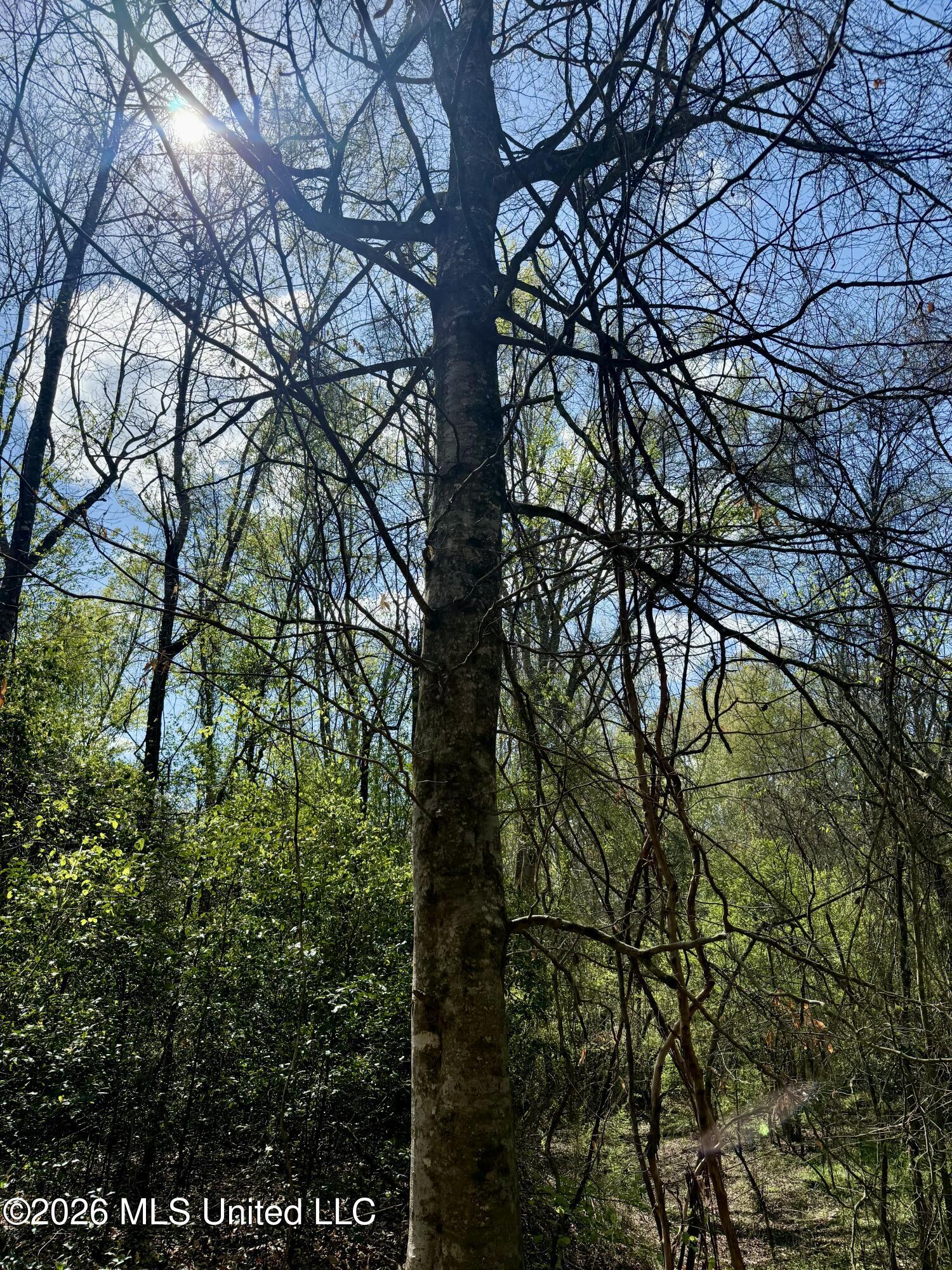 35 Highway 35 Carthage, MS 39051 - Photo 36 of 69 IMG_6458