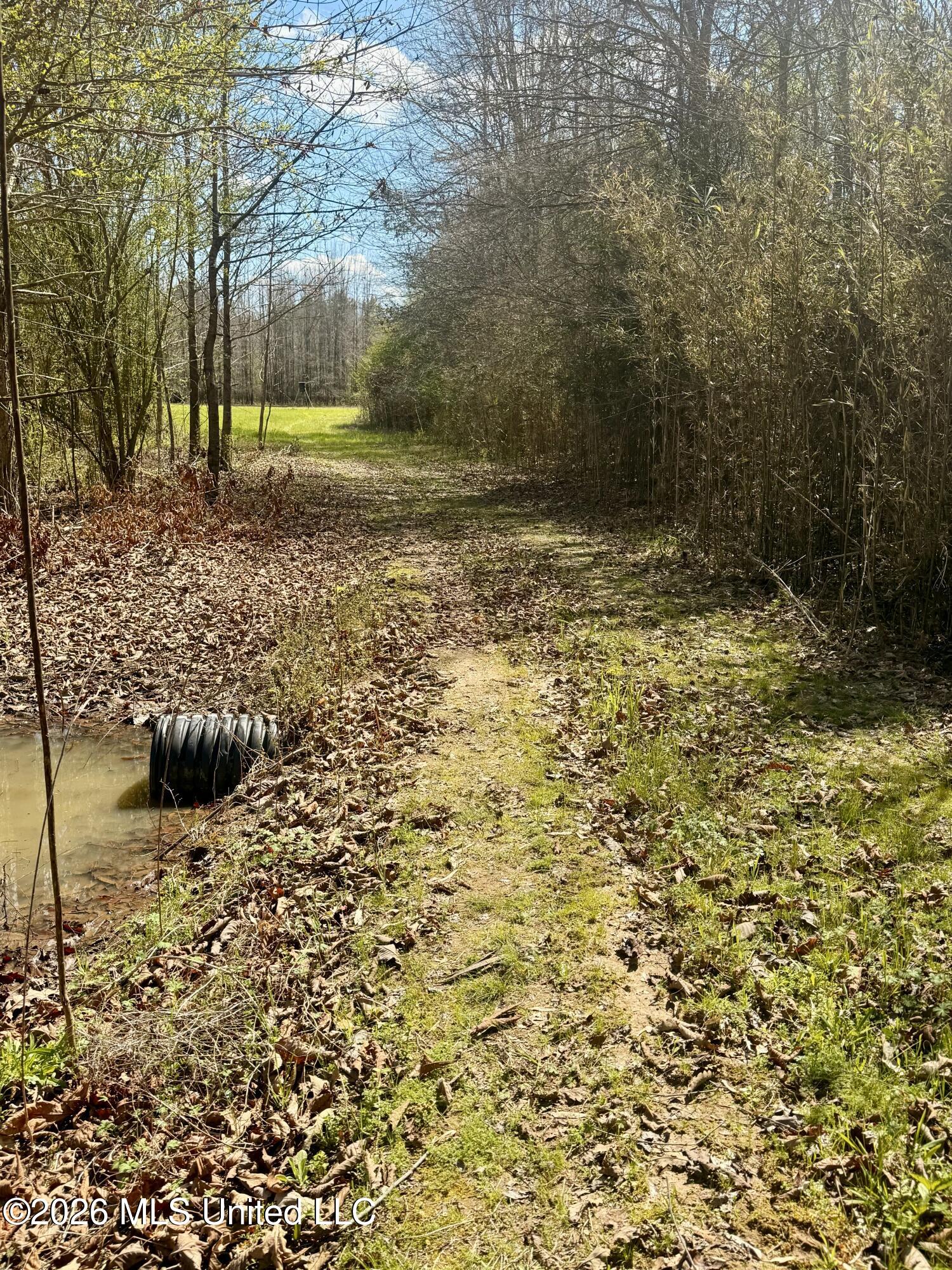 35 Highway 35 Carthage, MS 39051 - Photo 4 of 69 IMG_6427