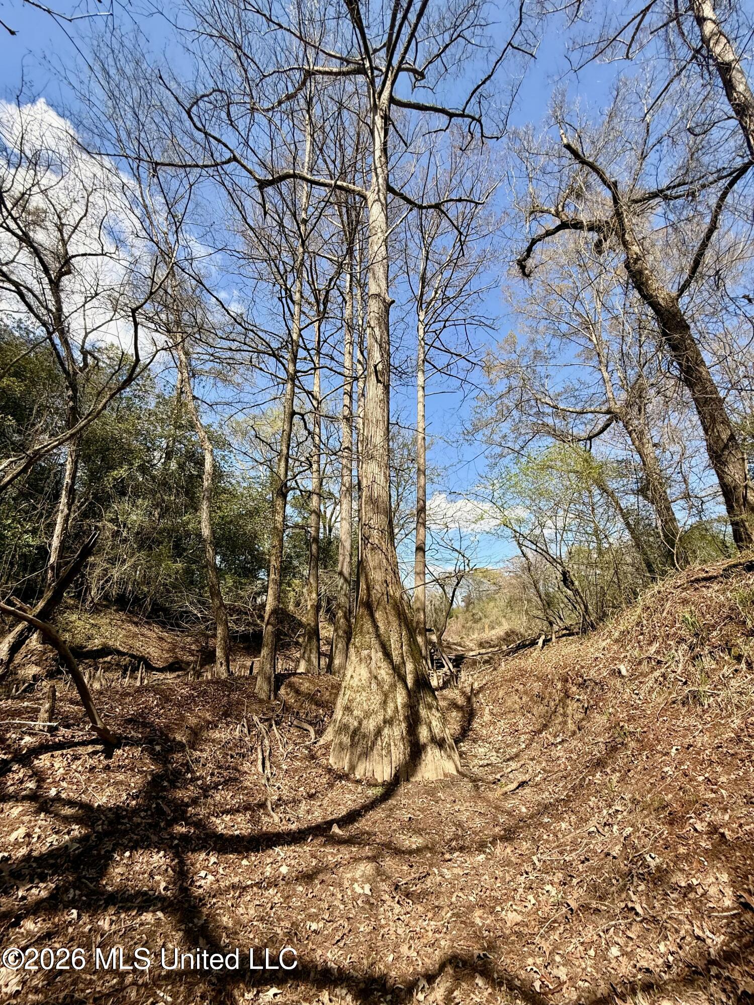35 Highway 35 Carthage, MS 39051 - Photo 42 of 69 IMG_6468