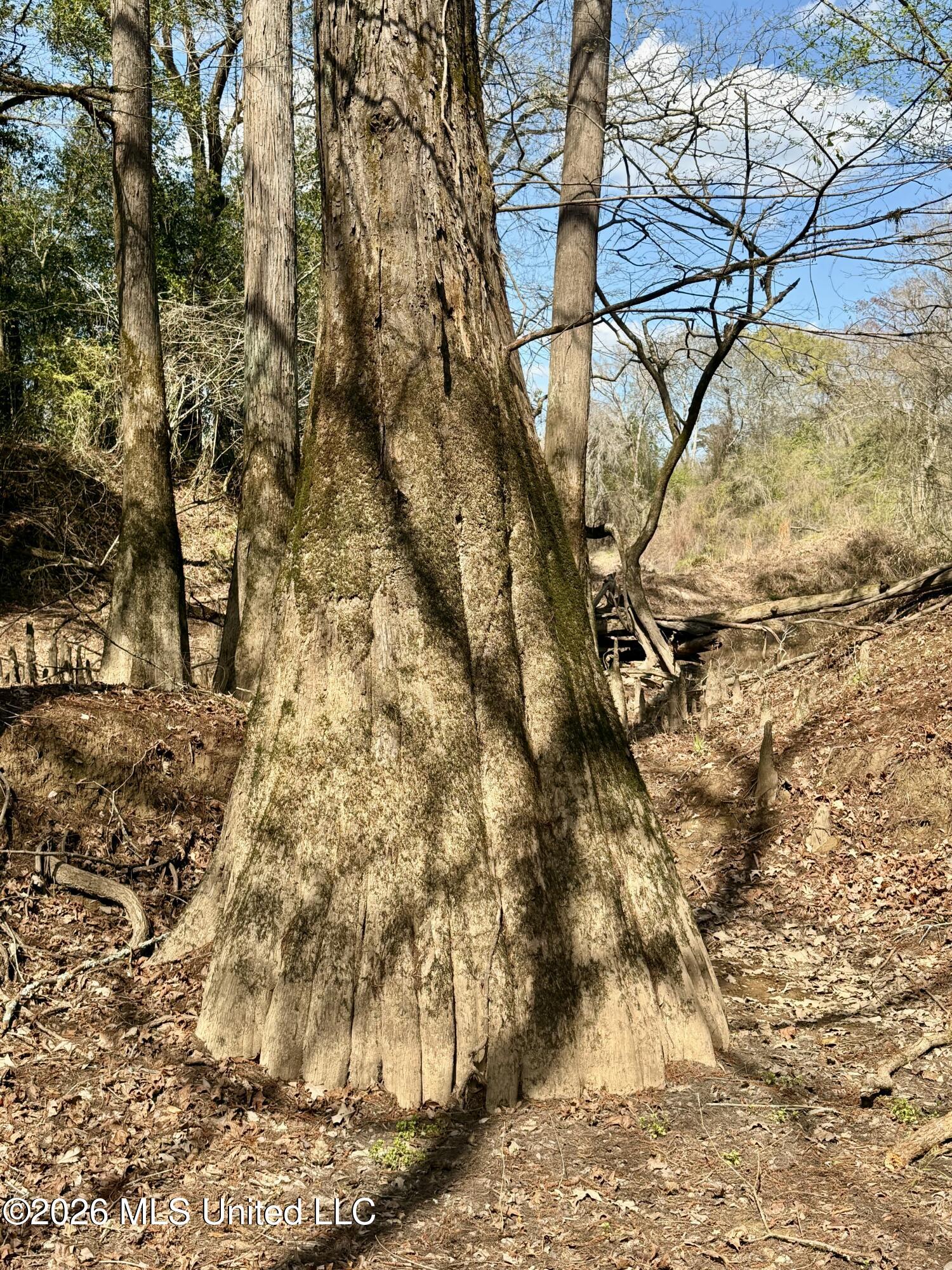 35 Highway 35 Carthage, MS 39051 - Photo 43 of 69 IMG_6471