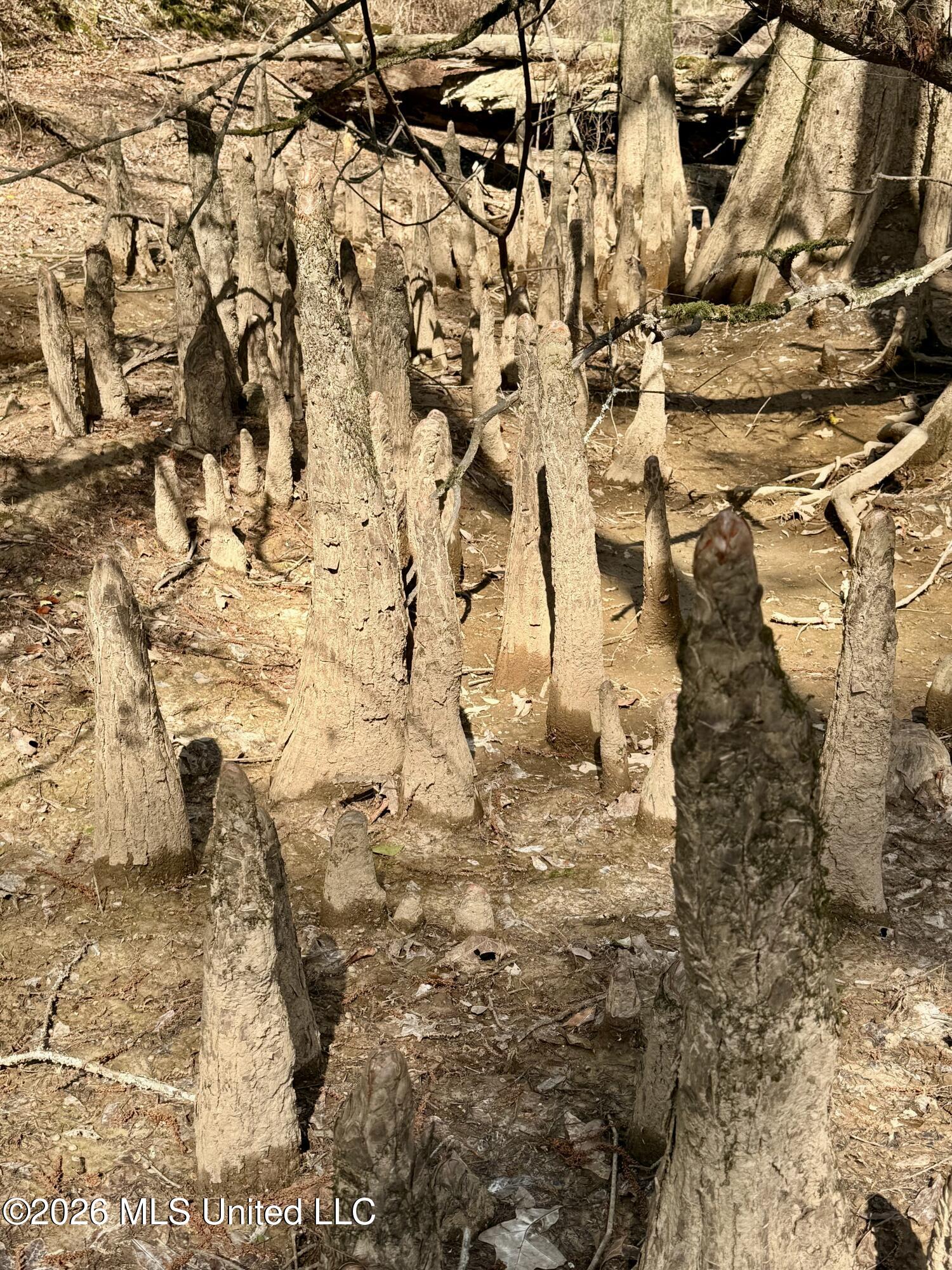 35 Highway 35 Carthage, MS 39051 - Photo 44 of 69 IMG_6472