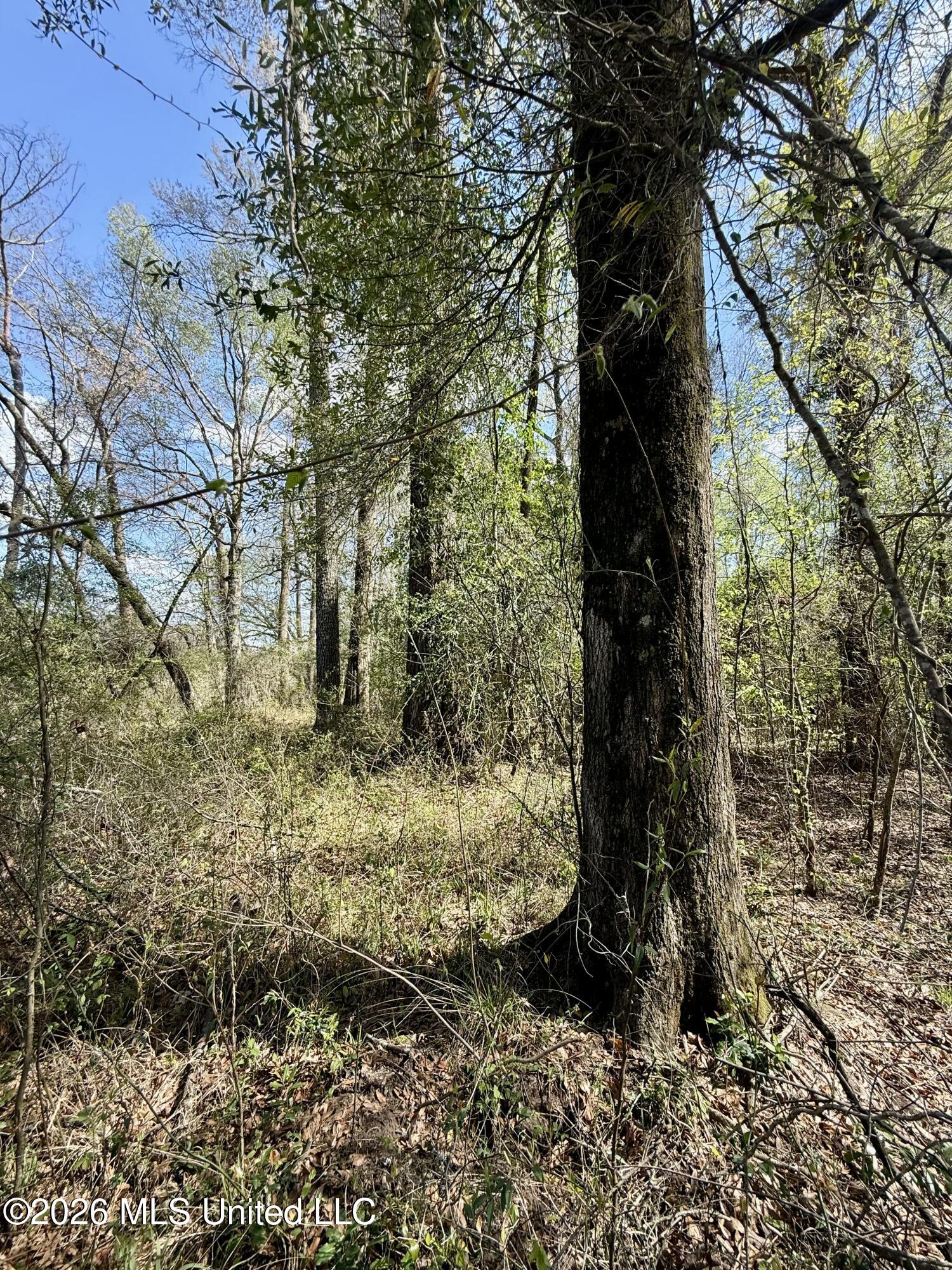 35 Highway 35 Carthage, MS 39051 - Photo 49 of 69 IMG_6488