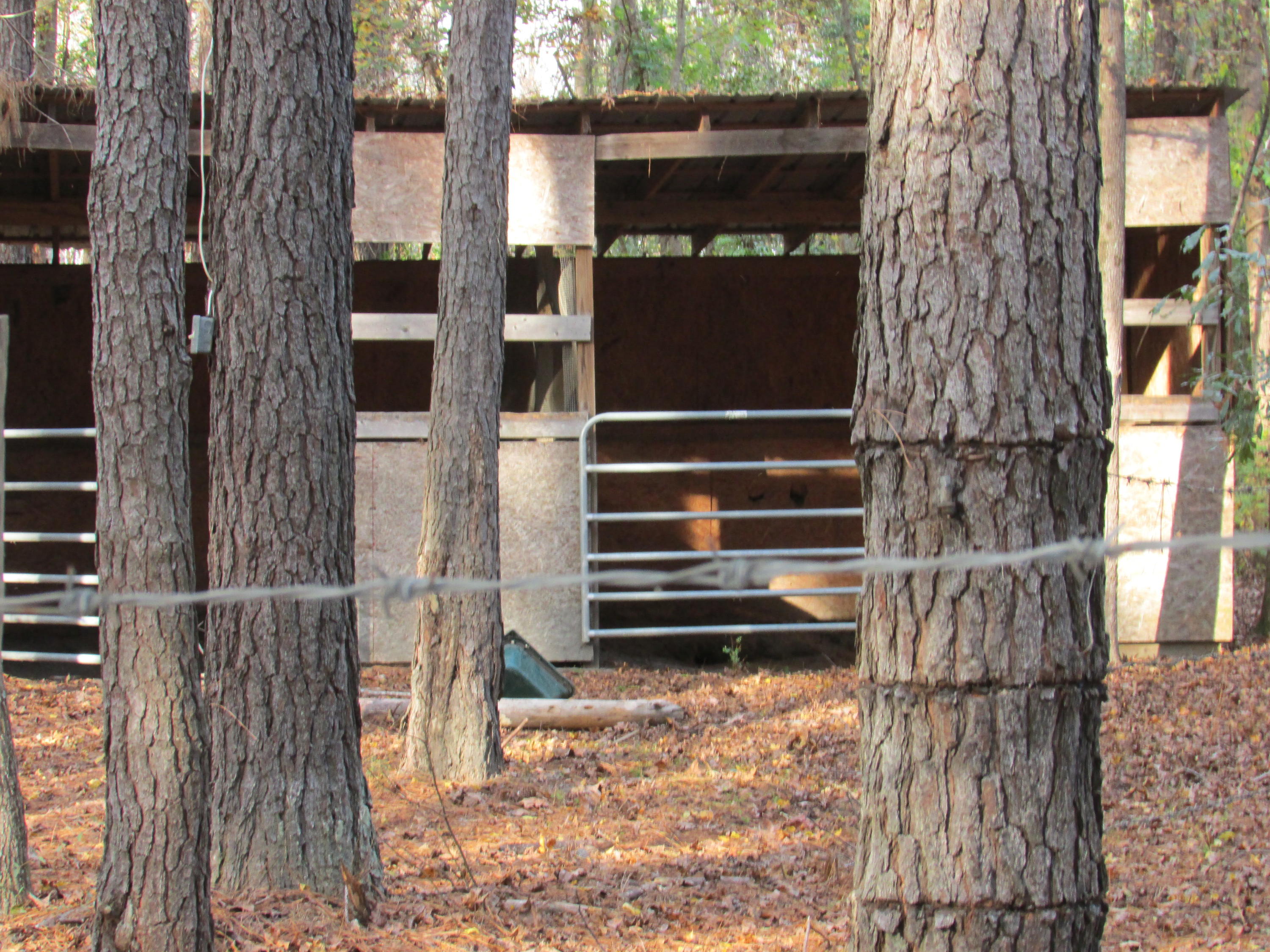 1847 Maple Ridge Road Walterboro, SC 29488 - Photo 14 of 43 IMG_0363