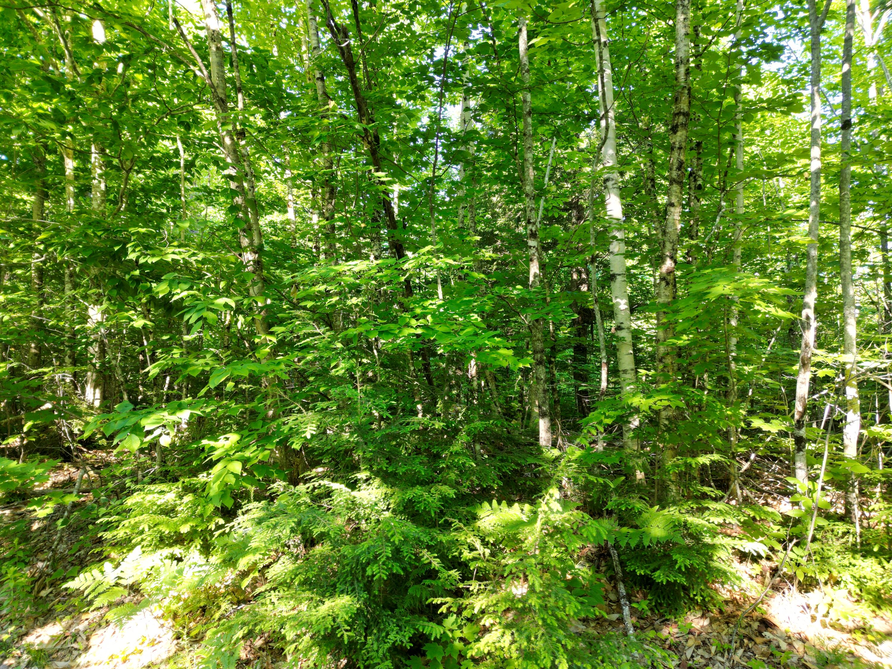 Lot 2 Bear Lane Springfield, ME 04487 - Photo 9 of 16 DJI_0731