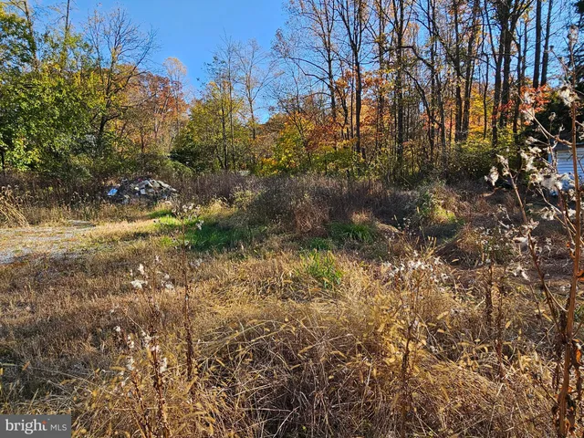 a view of a yard with plants and trees
