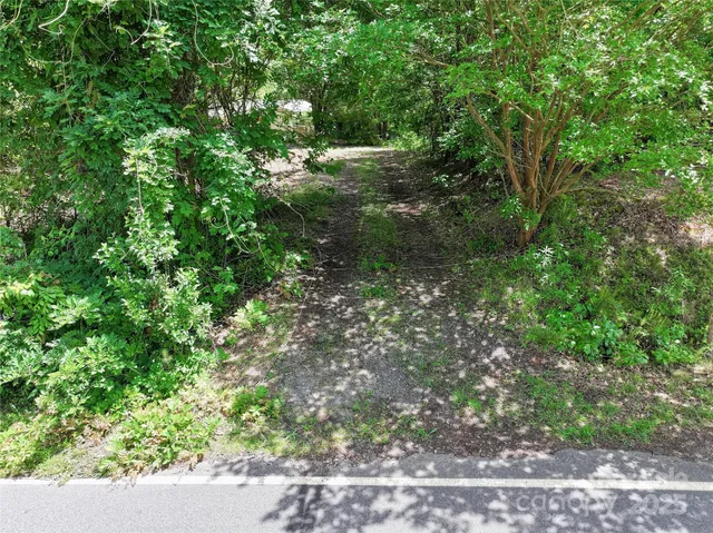 a view of a forest with a tree