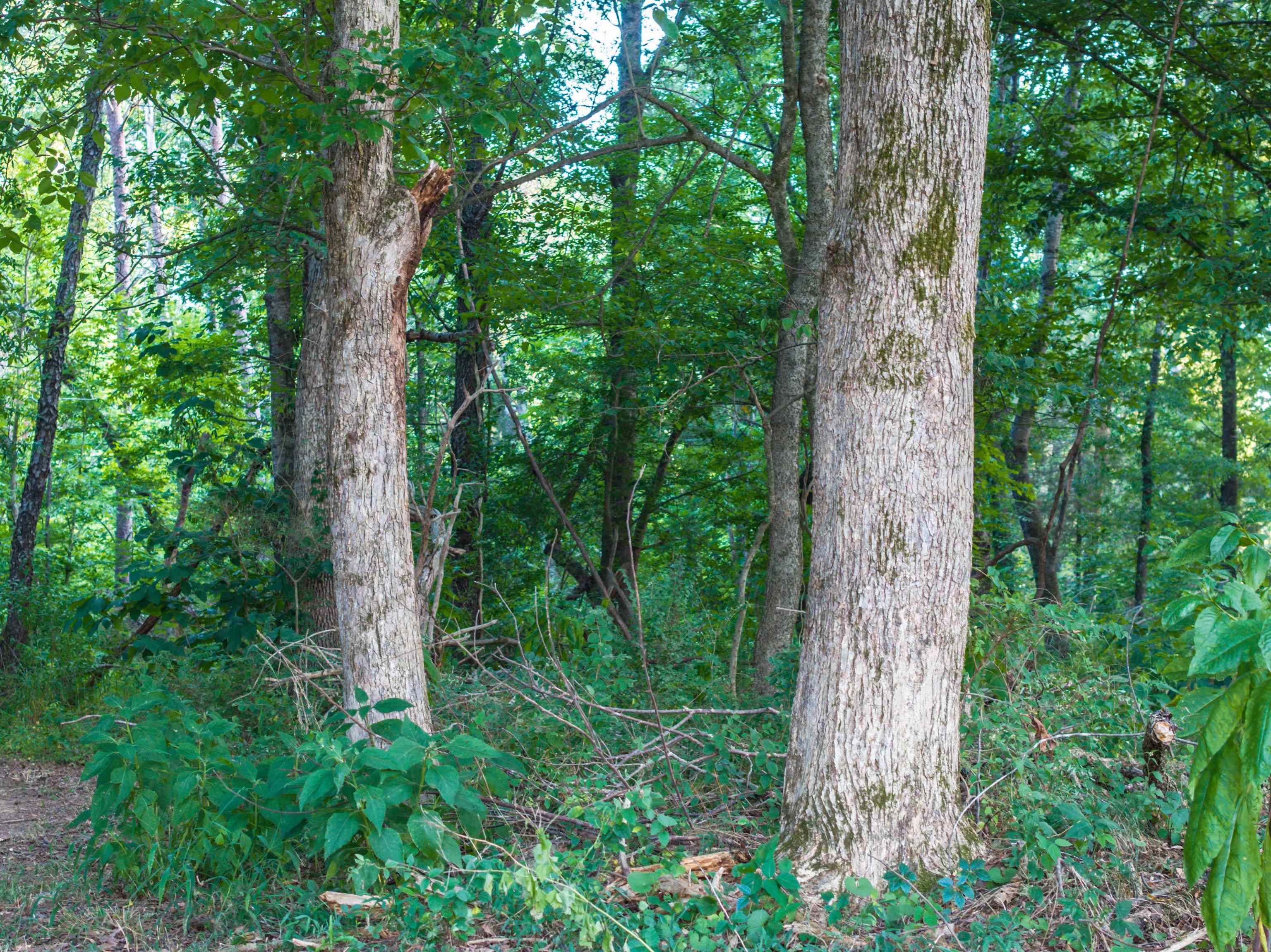 Tbd Tbd Bridgeport Road Arvonia, VA 23004 - Photo 47 of 60 Gallery Image 47