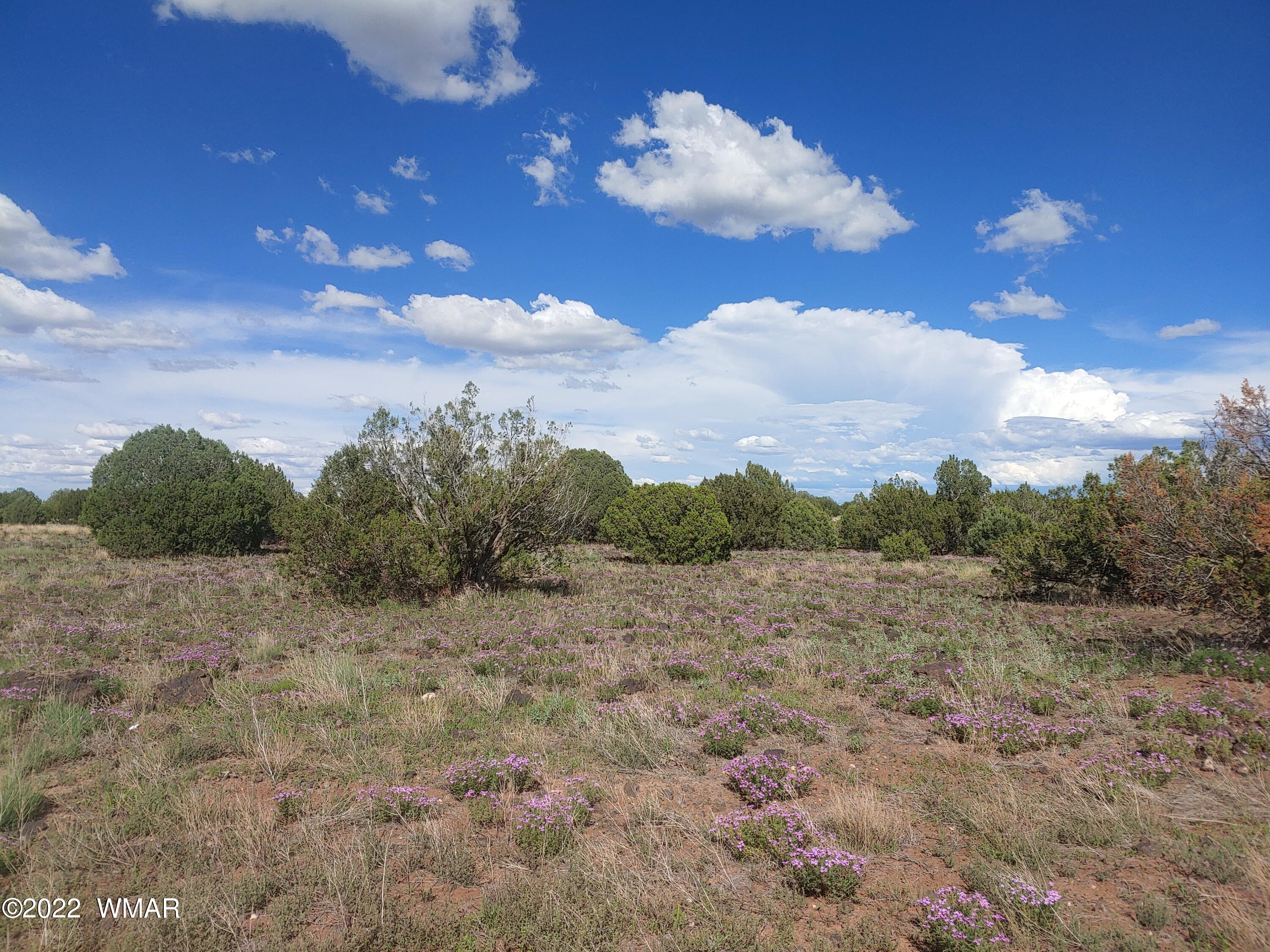Tbd Kc Ranch Road Show Low, AZ 85901 - Photo 1 of 12