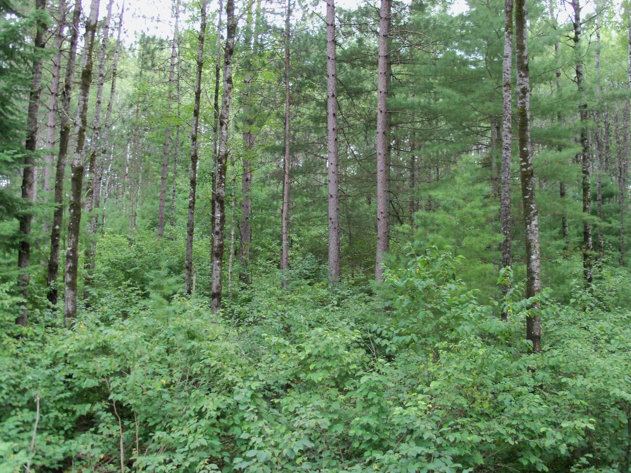 Ca-485-1 Pine Square Road Tomahawk, WI 54487 - Photo 1 of 13 Gallery Image 1